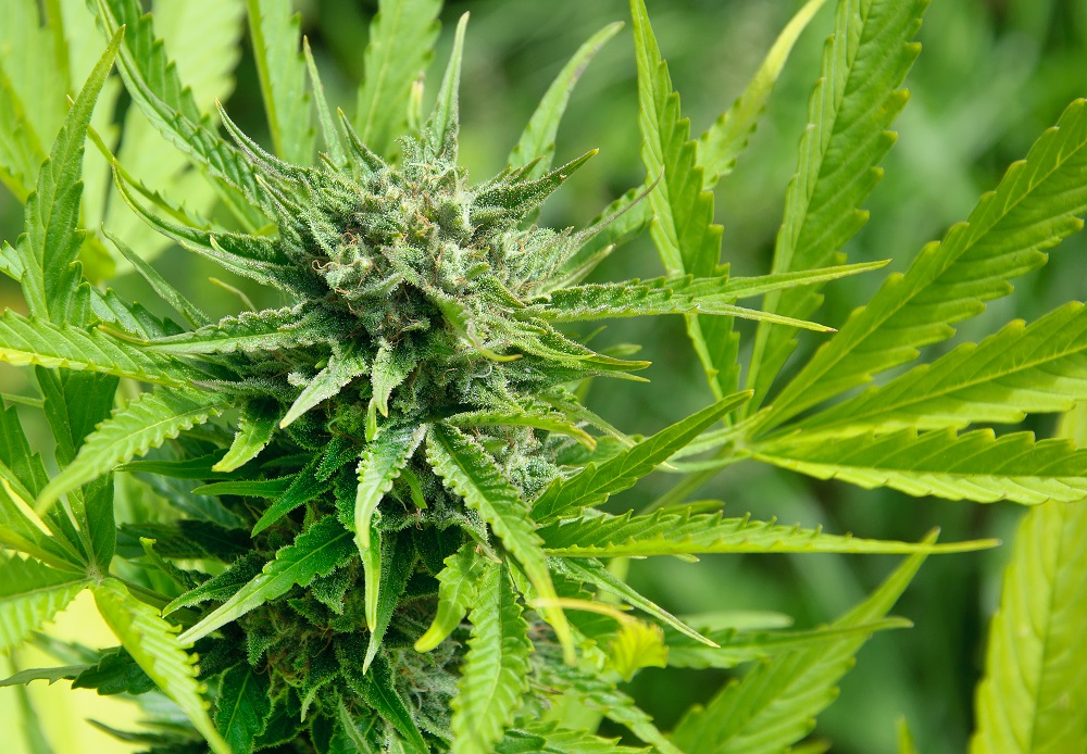 Is Marijuana the Same as Hemp?